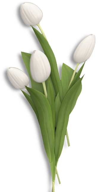 weiße Tulpen zur Dekoration